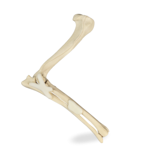 COTOVELO DIREITO COM CANAL MEDULAR E ESPONJOSO - CÃO GRANDE PORTE - cód. AV700ESP