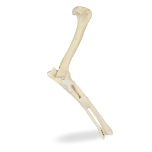 COTOVELO ESQUERDO COM CANAL MEDULAR E ESPONJOSO - CÃO GRANDE PORTE - cód. AV750ESP