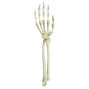 PUNHO - DIREITO - cód. 10581