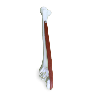 TORNOZELO PARA TREINAMENTO DE SUTURA DE TENDÃO - cód. 11355