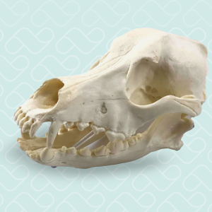 CRÂNIO - CÃO MÉDIO PORTE - cód. 11866