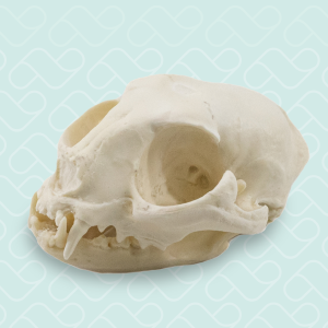 CRÂNIO - GATO - cód. 12798