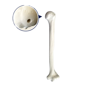 ÚMERO COM CANAL MEDULAR - ESQUERDO - cód. 3022 B