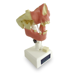MANEQUIM PRÉ-MOLAR COM GENGIVA - cód. 4005GT