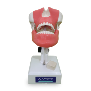 MANEQUIM COM DENTES 28 E 38 INCLUSOS E GENGIVA - cód. 4402 G