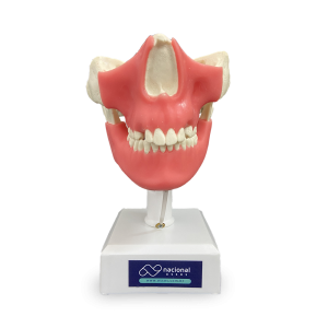 MANEQUIM COM DENTES INCLUSOS E GENGIVA - DENTES 13, 23, 28 E 38 - cód. 4402GT
