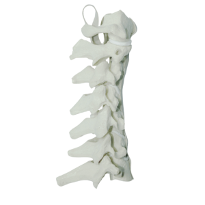 COLUNA CERVICAL - cód. 5010