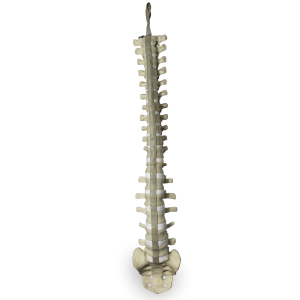 COLUNA COMPLETA COM SACRO - cód. 5016