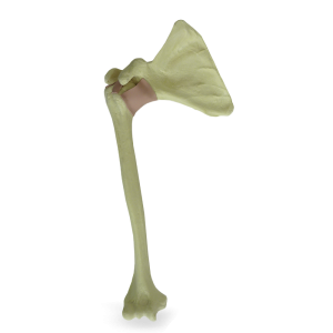 OMBRO MODELO 3 - DIREITO - cód. 9944