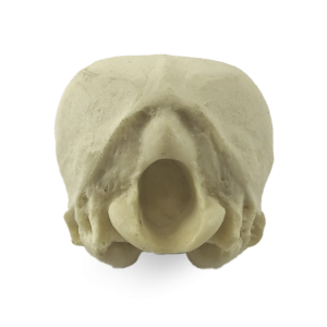 OCCIPITAL - CÃO PEQUENO PORTE - cód. AV115P