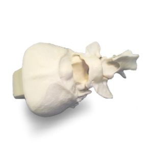 OCCIPITAL COM C1 E C2 - CÃO PEQUENO PORTE - cód. AV116 P