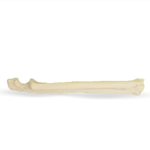 ANTEBRAÇO DIREITO – GATO – cód. AV140 D