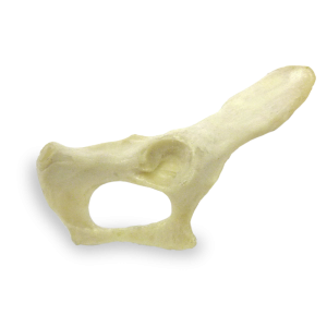 PÉLVIS DIREITA - GATO - cód. AV161 D