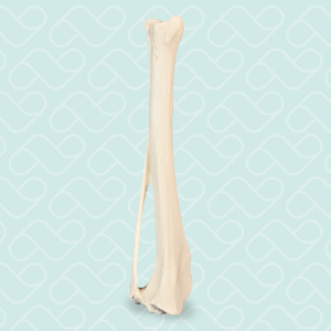 TÍBIA DIREITA COM FÍBULA - CÃO GRANDE PORTE - cód. AV210 