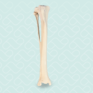 TÍBIA DIREITA COM CANAL MEDULAR E ESPONJOSO - CÃO GRANDE PORTE - cód. AV210ESP