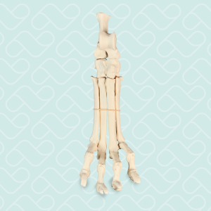 TARSO DIREITO - CÃO GRANDE PORTE - cód. AV220