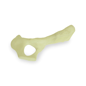 PÉLVIS ESQUERDA - CÃO GRANDE PORTE - cód. AV404 E