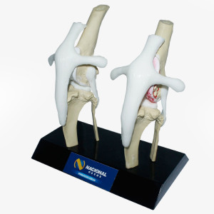 JOELHO COM OSTEOARTRITE AVANÇADO - CÃO GRANDE PORTE - cód. PV600-01